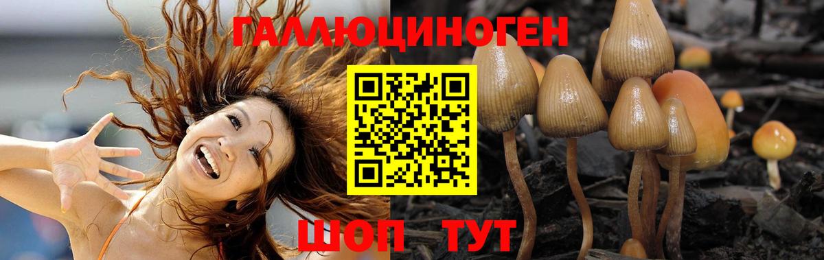 Галлюциногенные грибы Cubensis Осинники